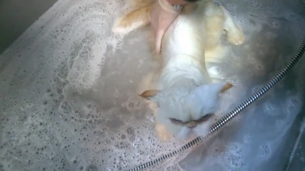 Фъри Мъри - къпане на котка Бела