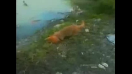 Компилация Смешни Животни