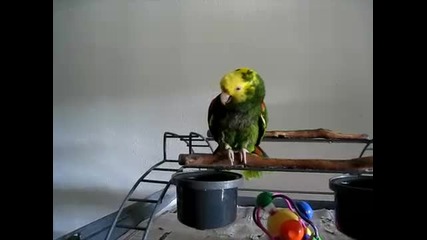 Говорещ папагал плаче като бебе - смях 