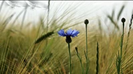 Summer story