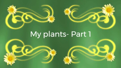 My plants- Part 1
