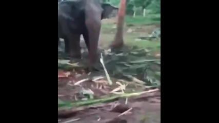 Слон пребива човек