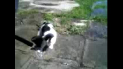 Водна котка