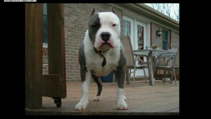 Pitbull