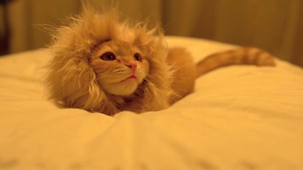 Котката, която мечтае да е лъв !