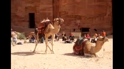 Интересни факти за камилата