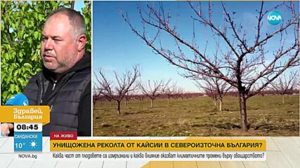 Ще има ли кайсии българско производство това лято