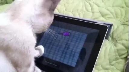 Коте играе на Ipad "котка и мишка"