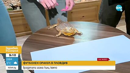 Брадатата Лили вече е новият футболен оракул на Катар 2022