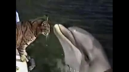 Уикална гледка коте разменя ласки с делфини.
