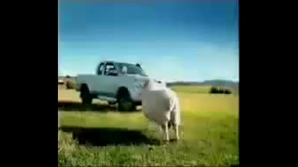Funny Toyota Advert - Cows steal truck 