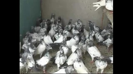 Гълъби за летене 