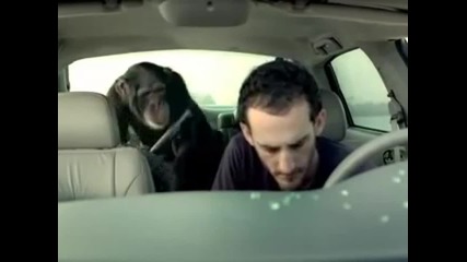 Много Смях !!! Маймуна в колата