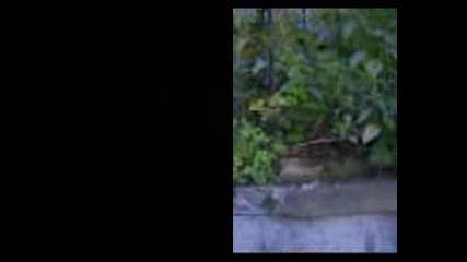 Le Parkour