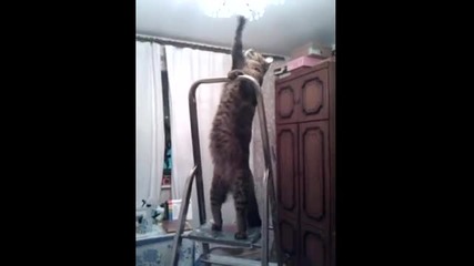 Котка-електричар
