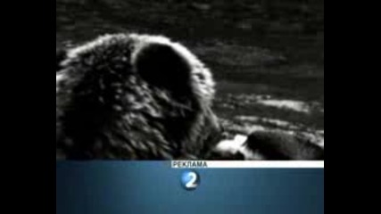 D2 - Bear