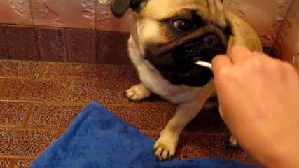 Марси обича да си мие зъбките