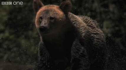 Bbc Web Extra Super Slo Mo of Bear shaking water off its fur - Natures Great Events 
