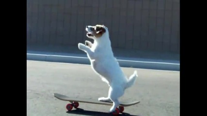 _walking Hand Stand Dog_ World's Smartest Dog Jesse performs Amazing Dog Tricks
