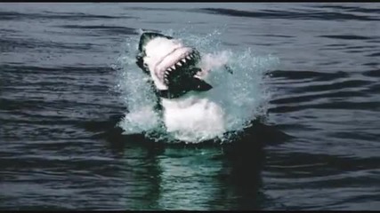 Голямата бяла акула ловувания печат Hd - Южна Африка