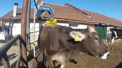 Крава на масаж