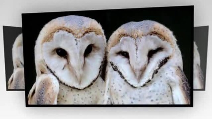 Medwyn Goodall Owls In Mind