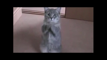 Сладурско котенце