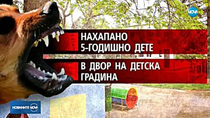 Куче нахапа дете в двора на детска градина