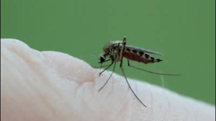 Как смучи комара