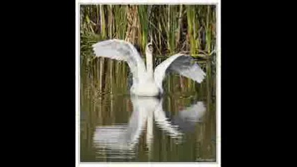 Richard Clayderman - La Vie En Rose