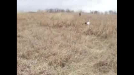 Лов на фазани с Поинтер и Бретон 