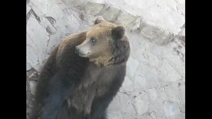 мечка