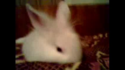 BuNnY izmOrEn Ot iGrA :D :)