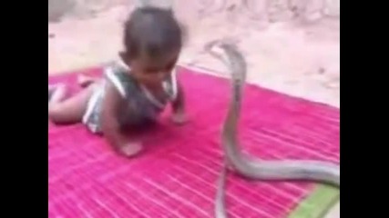 Дете на сантиметри от кобра!ужас