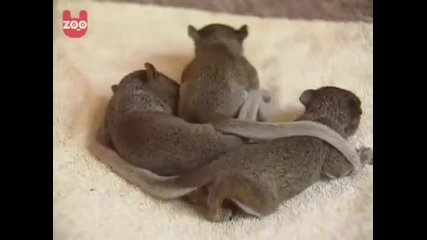 Котка осиновява малки катерички 