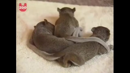 Котка осиновява малки катерички