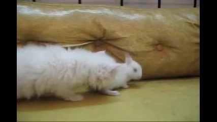 White kitten Vs White bunny :d