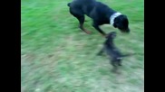 Борба между кучета