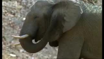 Как се охлаждат слоновете когато няма вода наоколо 