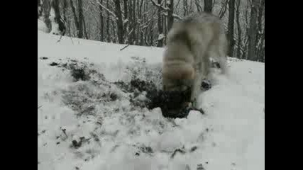 Хъскито Макс - Дупка в снега