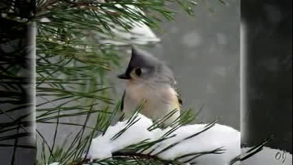 A Moment in Heaven ( Birds in the winter)