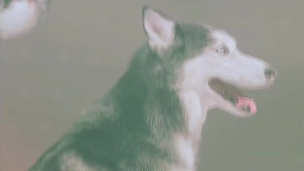 Mishka - I love you Dj Laika Remix
