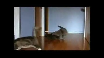 И котките правят дрифт