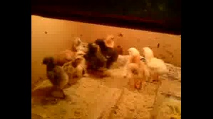 Пилета На 2 Дни