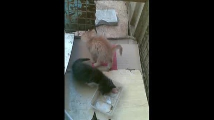 Kotetata.wmv