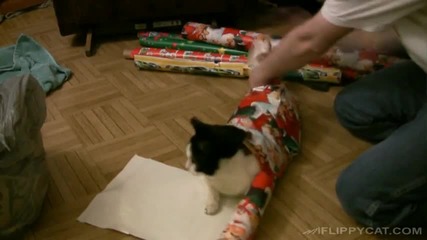 Опаковане на котка за подарък 