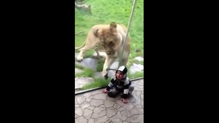 лъв се опитва да изяде бебе