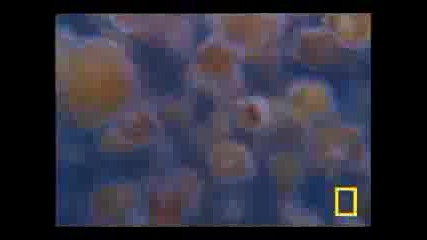 Jellyfish