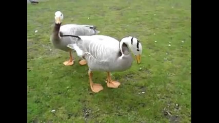 Патица танцува