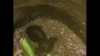 Спасяване на леопард